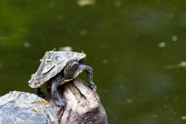 Tough Looking Little Turtle Water — Stock Photo, Image