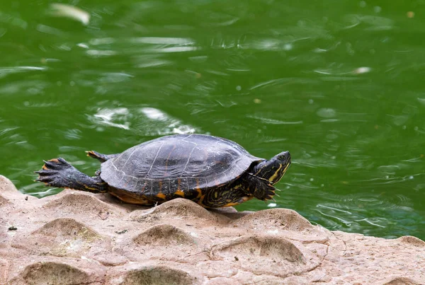 Nahaufnahme Einer Zähen Kleinen Schildkröte — Stockfoto