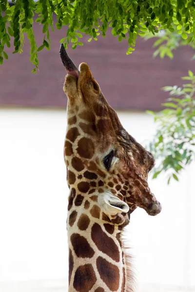 Divertido Primer Plano Cabeza Una Jirafa Del Norte Giraffa Camelopardalis — Foto de Stock