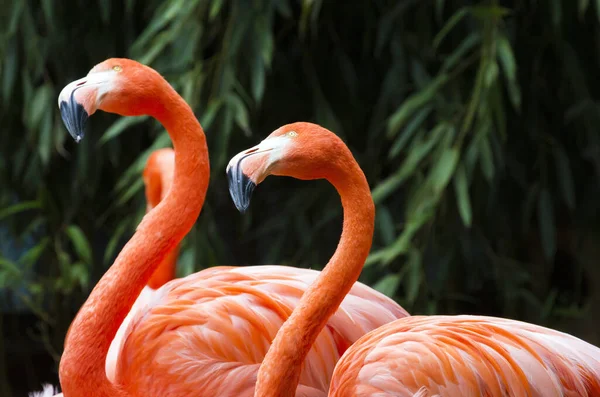 Greater Flamingo Phoenicopterus Roseus Portrait — Stock Photo, Image