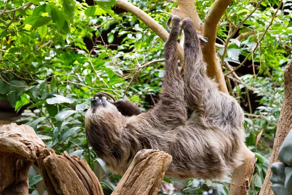Sloth Τρώει Από Κοντά Άποψη — Φωτογραφία Αρχείου