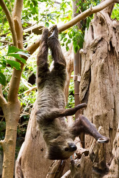 나무늘보가 가까이 모습을 — 스톡 사진