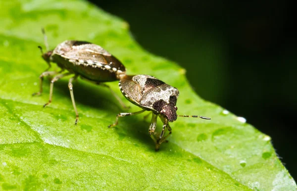 Bogues Bouclier Sur Feuille Verte — Photo