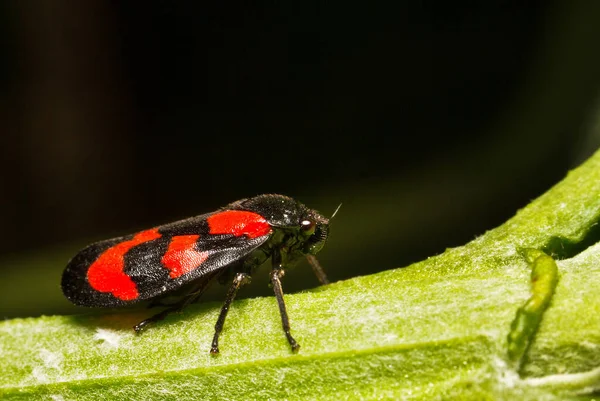 Vista Macro Cercopis Vulnerata — Foto de Stock