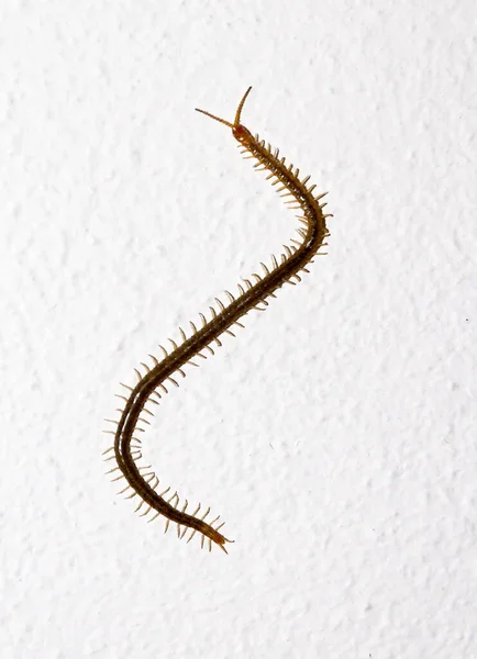 Centopeia Isolada Sobre Fundo Branco — Fotografia de Stock