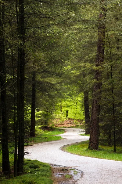Gyönyörű Kanyargós Kerékpárút Erdőben Természetvédelmi Rezervátum Hoge Veluwe Hollandiában — Stock Fotó
