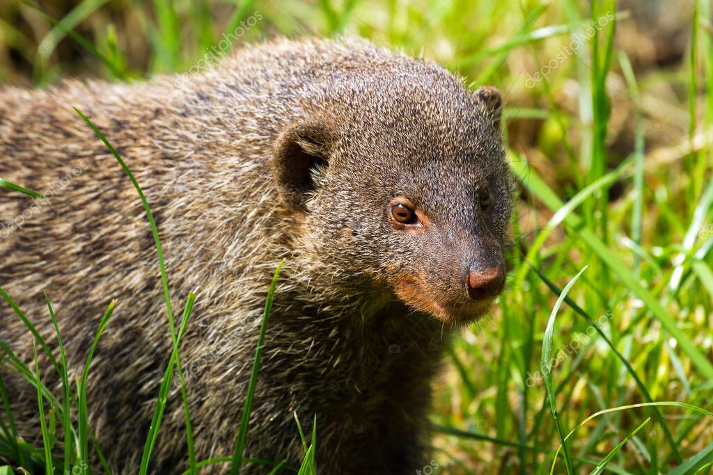 La mangosta enana común (Helogale parvula), también llamada mangosta