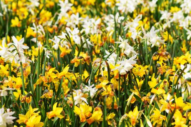 Narcissus, Amaryllidaceae familyasının uzun ömürlü çiçekleri olan bir bitki cinsidir. Nergis, narsis ve Jonquil gibi çeşitli yaygın isimler. Hollanda 'da bir parkta.