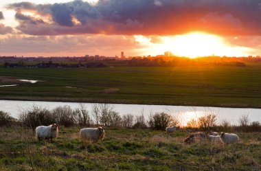 Şehrin silüet şehir silueti ile güzel kırsal günbatımı manzarası. Arka planda Lahey, Hollanda.