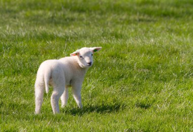 Tarlada küçük şirin bir kuzu