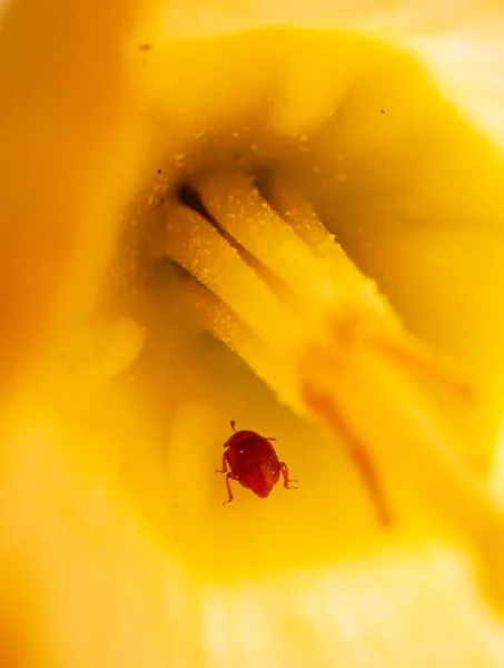 Roter Käfer Einer Narzissenblüte — Stockfoto