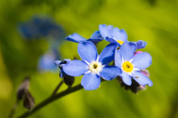 Esquece Não Flor Miosite — Fotografia de Stock