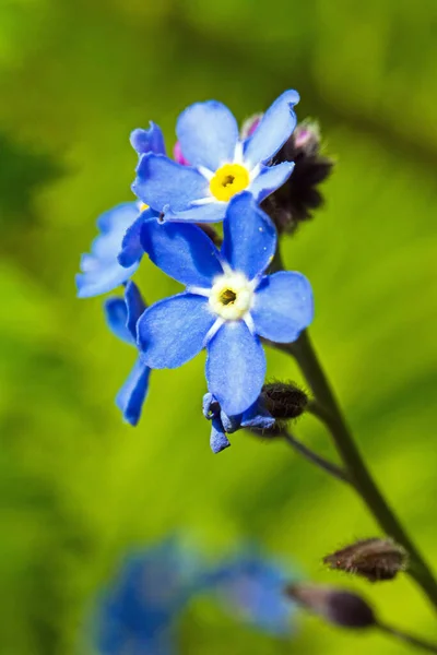 Esquecer Nots Gramíneas Scorpion Uma Flor Azul Pequena Myosotis Gênero — Fotografia de Stock