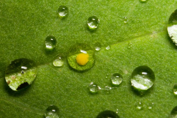 葉のマクロビュー上の水真珠 — ストック写真