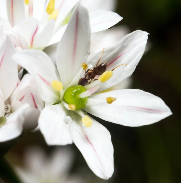 Ant Uma Visão Macro Flor — Fotografia de Stock