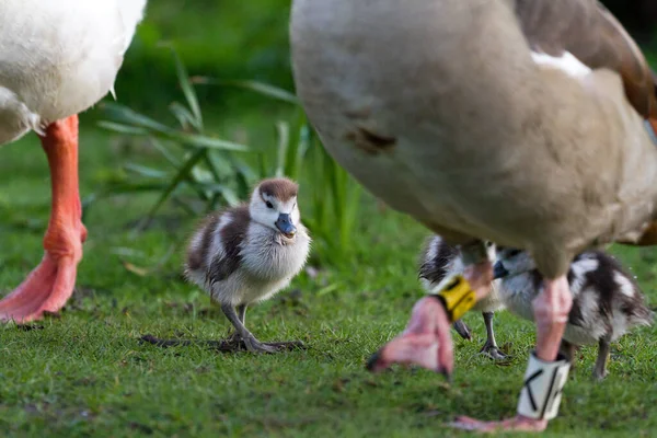 Κοτόπουλα Της Αιγυπτιακής Χήνας Alopochen Aegyptiacus Στο Vondelpark Της Ολλανδίας — Φωτογραφία Αρχείου