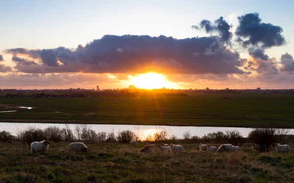 Den Haager Sonnenuntergang — Stockfoto