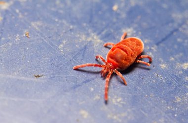 kırmızı böceğin makro görünümü