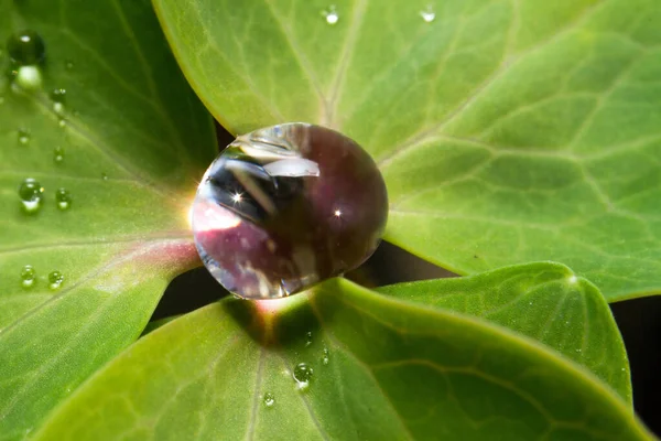 Waterdruppels Jonge Plant — Stockfoto