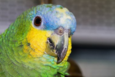 The turquoise-fronted amazon (Amazona aestiva), aka the blue-fronted parrot, is a South American species of amazon parrot and one of the most common amazon parrots kept in captivity as a pet or companion parrot clipart