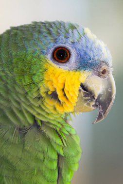 Turkuaz önlü Amazon (Amazona aestiva), Amazon papağanının Güney Amerika 'da yaşayan bir türüdür ve Amazon papağanlarından biridir.