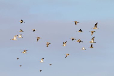 Kuş sürüsü kışın uçuyor.