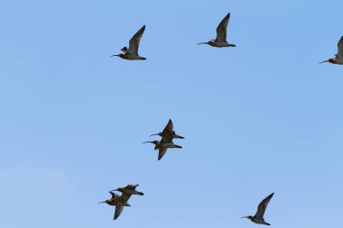 Kuş sürüsü kışın uçuyor.