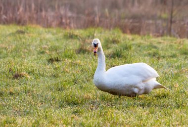 Dilsiz kuğu (Cygnus rengi))