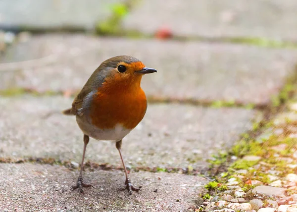 Rotkehlchen Erithacus Rubecula Auf Einem Ast Entdeckt — Stockfoto