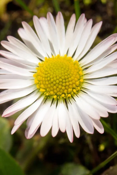 Gyönyörű Fehér Százszorszép Virág Kertben — Stock Fotó