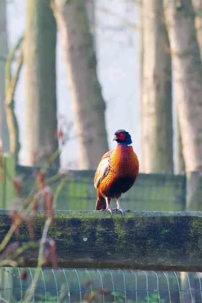 Schöner Vogel Sitzt Auf Zaun — Stockfoto