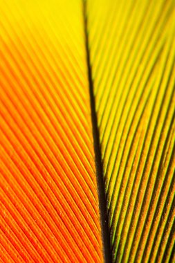 Papağan tüyünün makro görüntüsü.