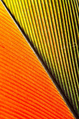 Papağan tüyünün makro görüntüsü.