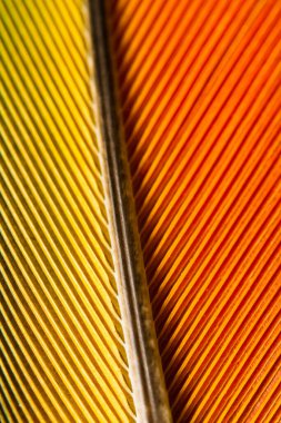 Papağan tüyünün makro görüntüsü.