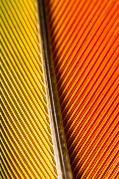 Macro shot of a parrots feather