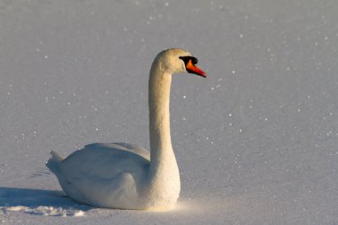 Hollanda 'da kışın güzel kuğu (Cygnus olor)
