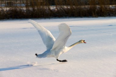 Güzel kuğu (Cygnus olor) Hollanda 'da kışın karlı buzdan havalanır.