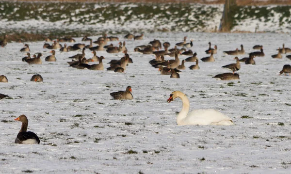Cisnes Invierno Lugar Abierto Hielo Los Países Bajos —  Fotos de Stock