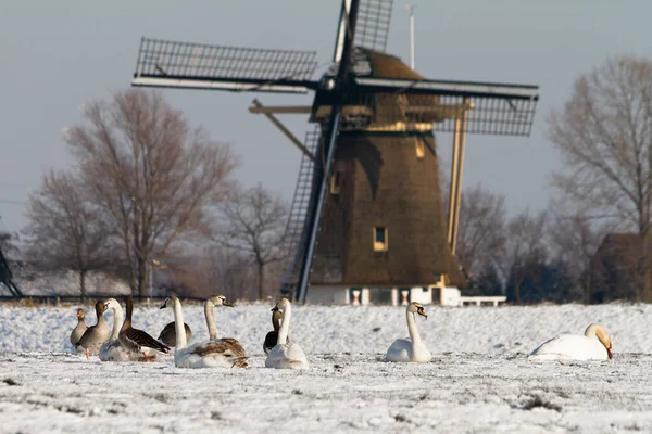 stock image winter windmill and swans between Abcoude and Baambrugge in the Netherlands, near Amsterdam