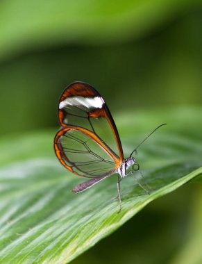 Yaprağın üzerinde bir kelebek 