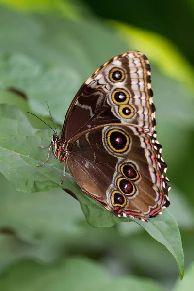 美洲斑蝶 Morpho Menelaus 是一种原产于中美洲和南美洲的热带蝴蝶 — 图库照片