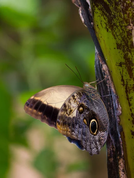 Vista Cercana Mariposa Caligo Memnon — Foto de Stock
