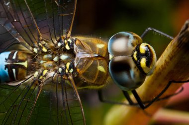 Yaygın Darter (Sympetrum striolatum) yusufçuk sineği yaklaş