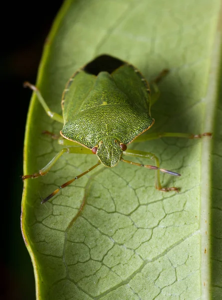 Groene Bug Close Schot — Stockfoto