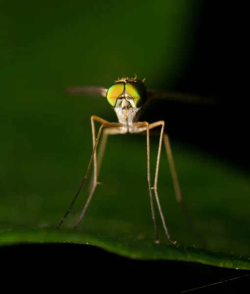 Mosquito Tiro Macro Folha Verde — Fotografia de Stock