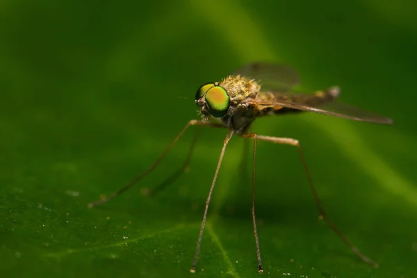 Moustique Sur Feuille Verte Macro Shot — Photo