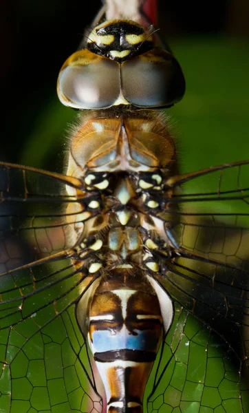 Gemeine Darter Sympetrum Striolatum Libelle Aus Nächster Nähe — Stockfoto