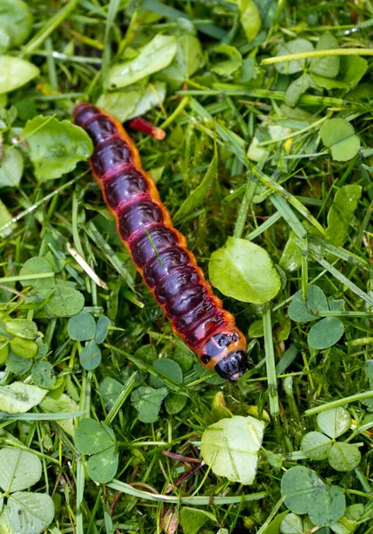 Goat Moth Caterpillar Cossus Cossus Närbild Nederländerna — Stockfoto