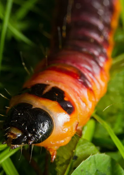 Hollanda 'da keçi güvesi tırtılı (Cossus cossus) kapanıyor.