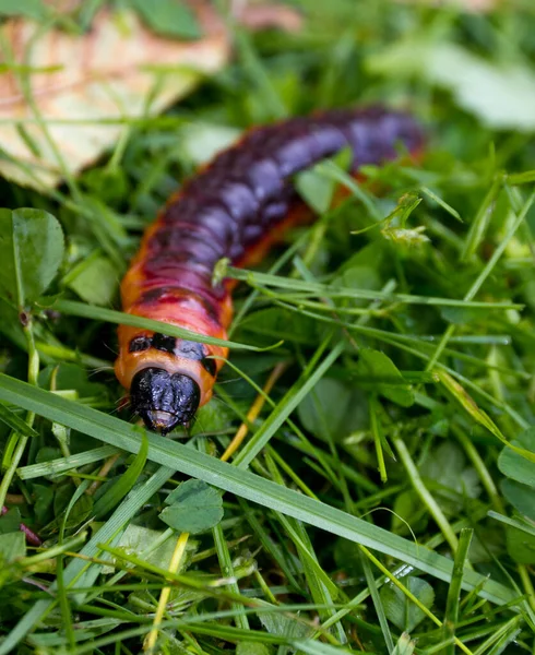 オランダのヤギの蛾のキャタピラー Cossus Cosus が近くにあります — ストック写真